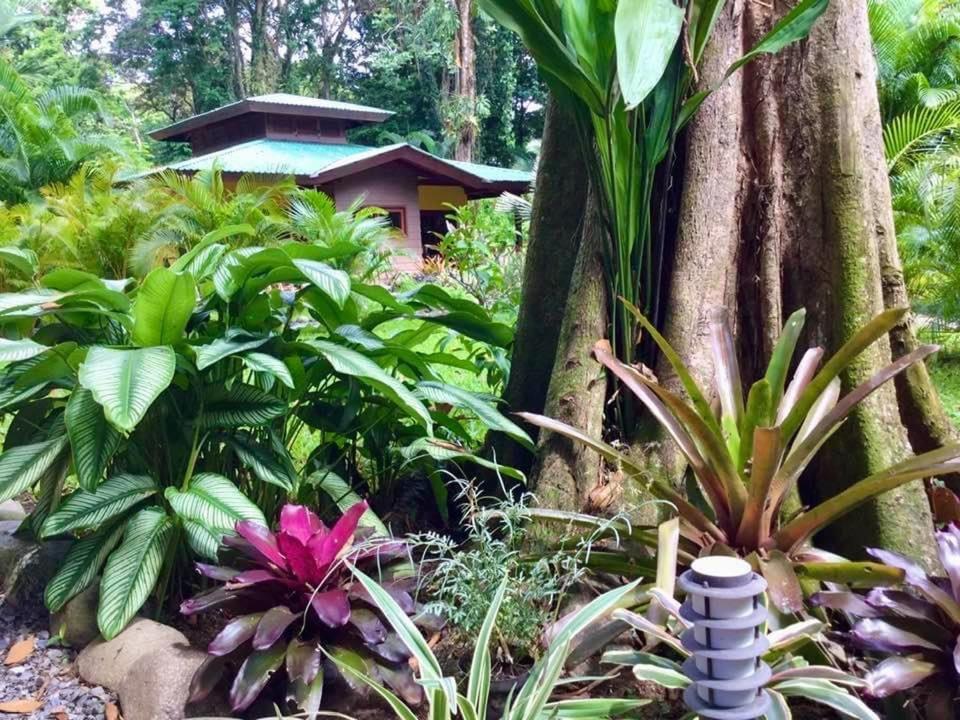 Oasi Apartment Cahuita Exterior photo